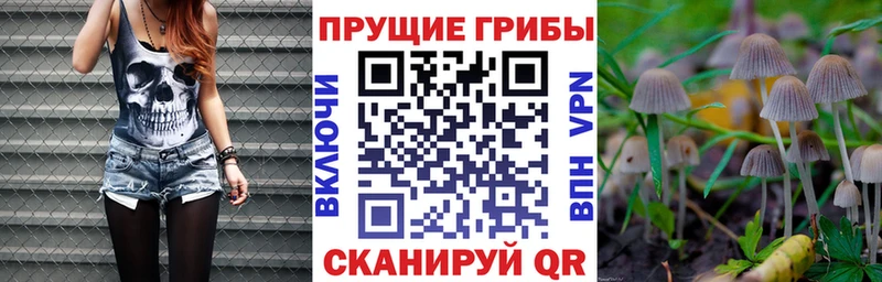 ссылка на мегу рабочий сайт  Курильск  Галлюциногенные грибы Cubensis  сколько стоит 